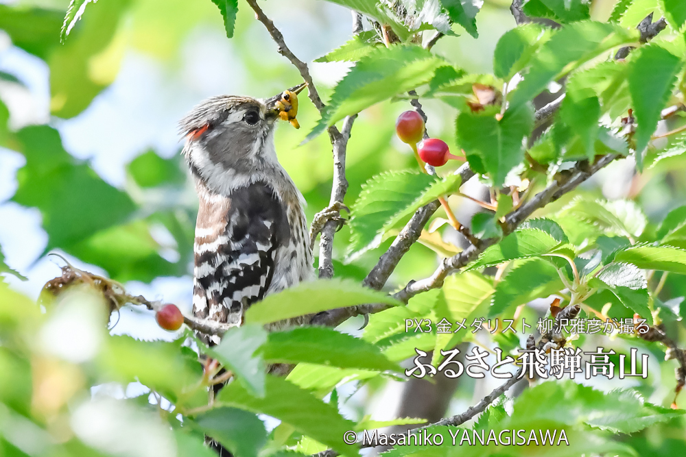 　撮影・柳沢雅彦