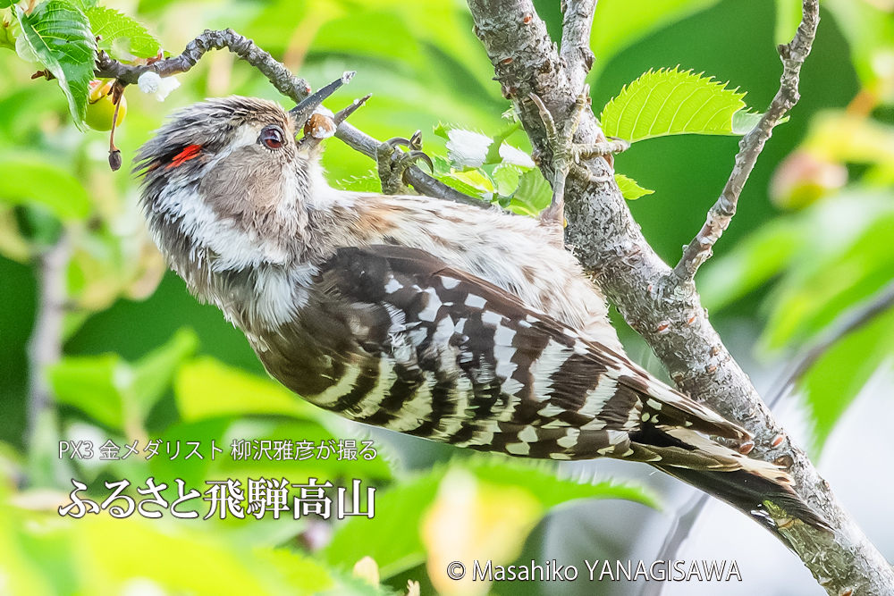 　撮影・柳沢雅彦