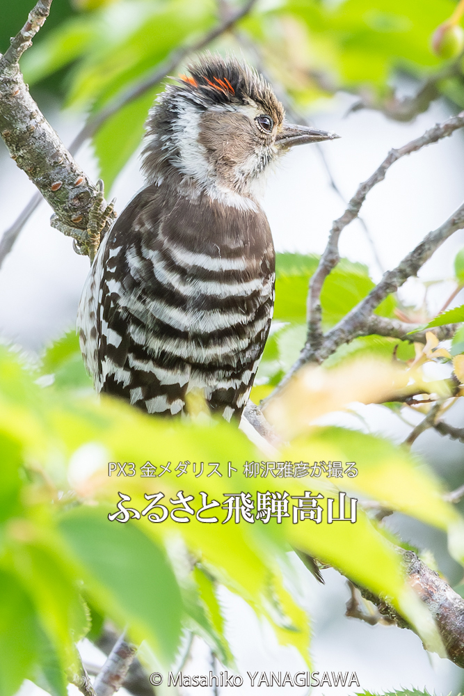 　撮影・柳沢雅彦