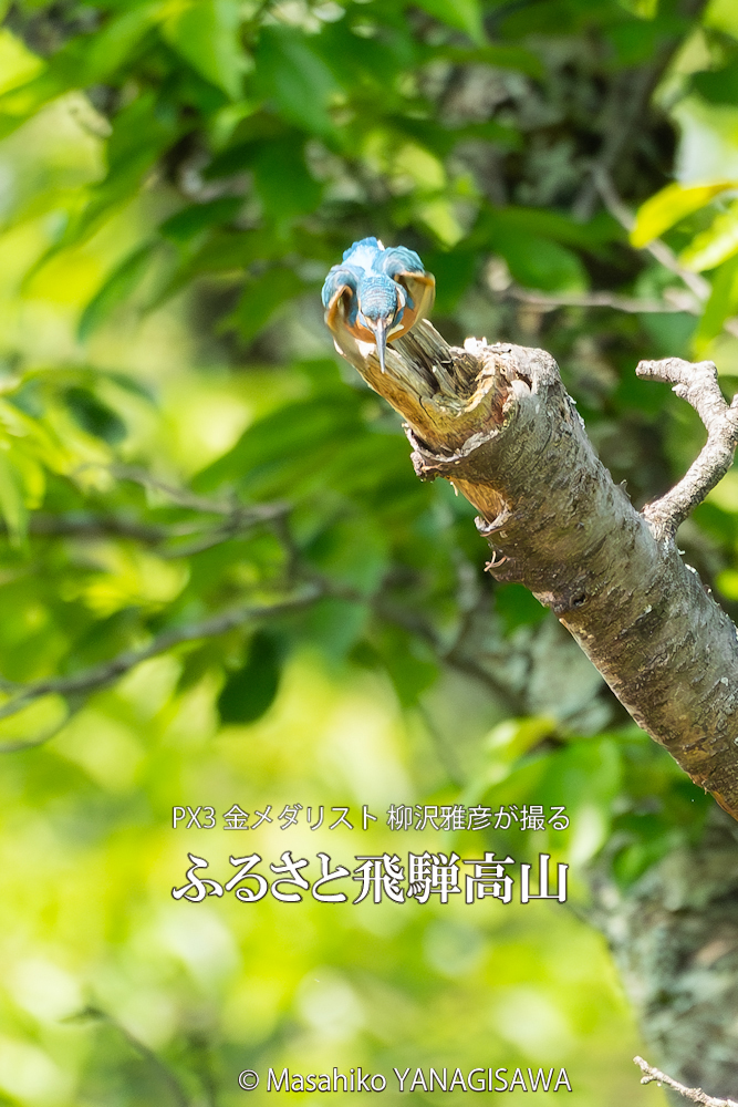 　撮影・柳沢雅彦