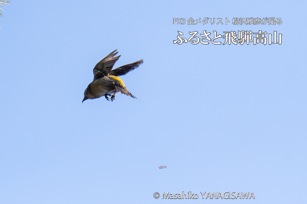 　撮影・柳沢雅彦