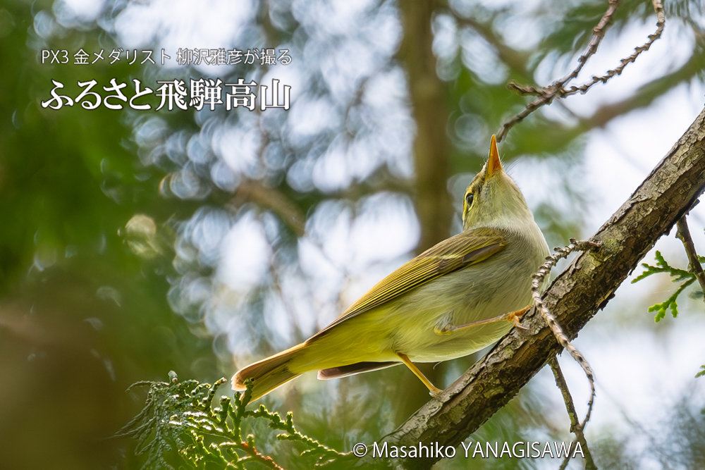 　撮影・柳沢雅彦