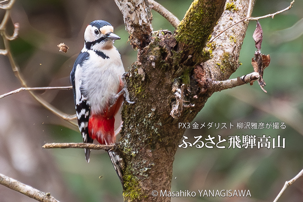 　撮影・柳沢雅彦
