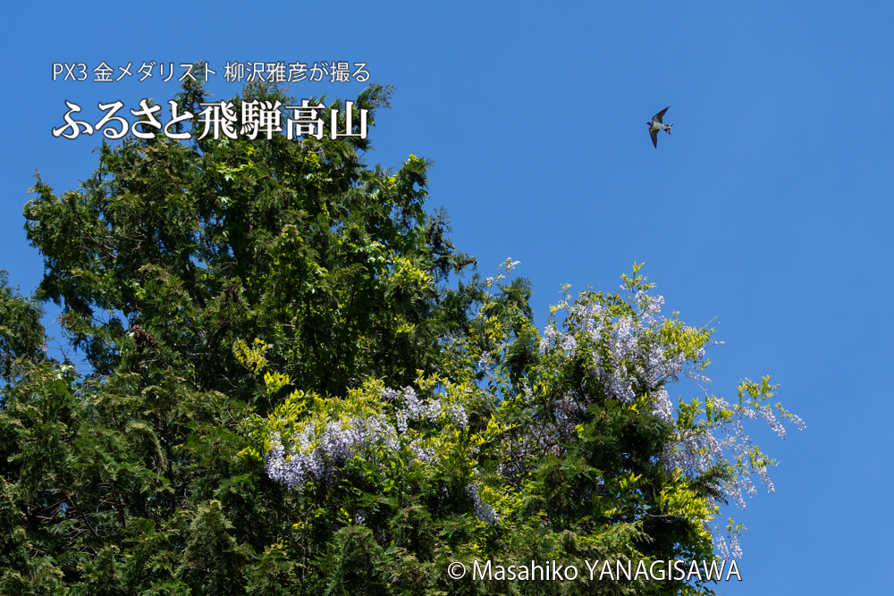 　撮影・柳沢雅彦