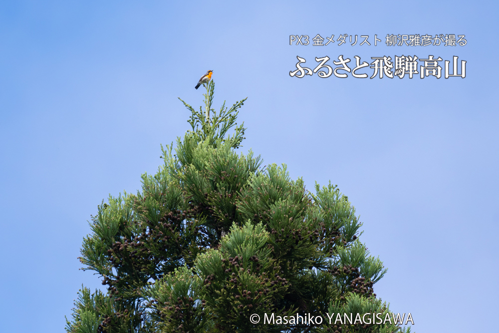 　撮影・柳沢雅彦