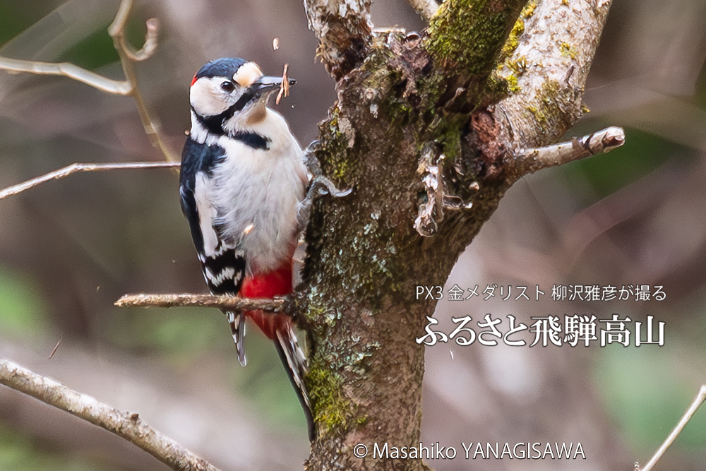 　撮影・柳沢雅彦