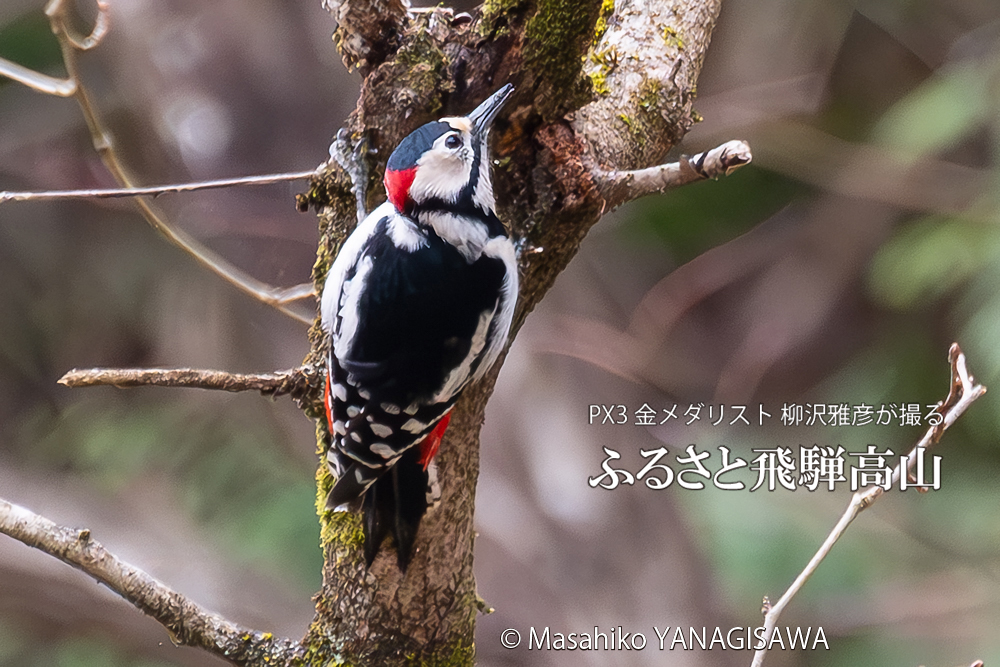 　撮影・柳沢雅彦