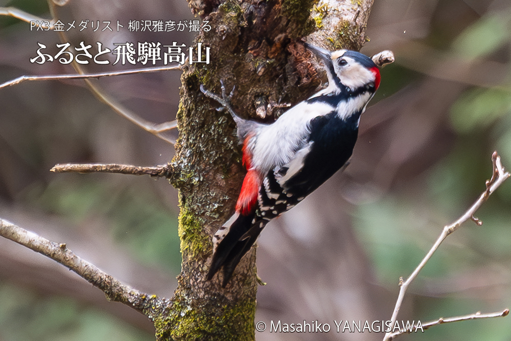 　撮影・柳沢雅彦