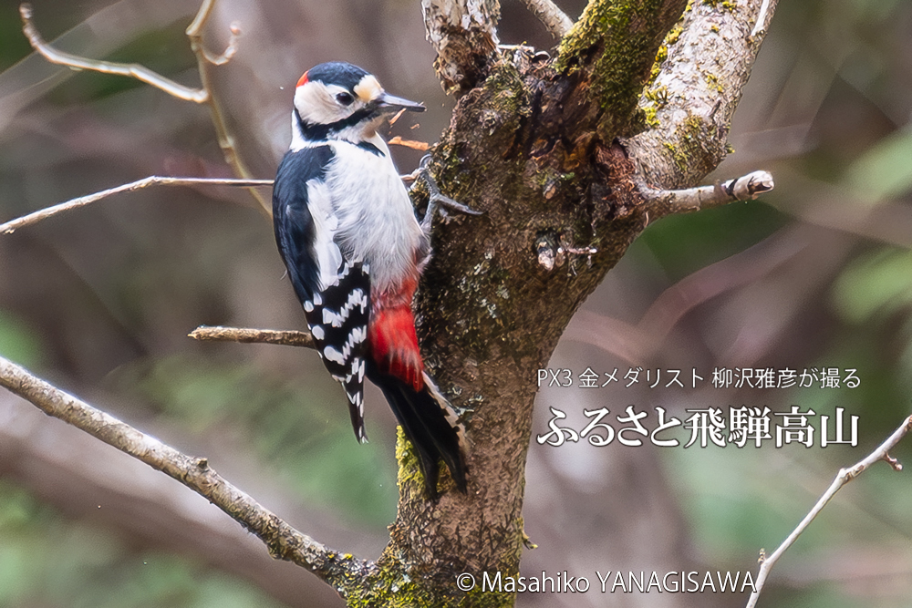 　撮影・柳沢雅彦