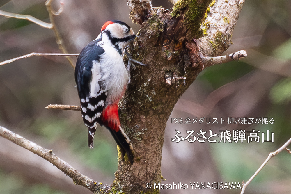　撮影・柳沢雅彦