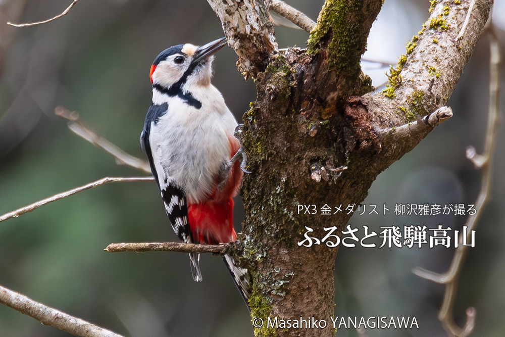 　撮影・柳沢雅彦