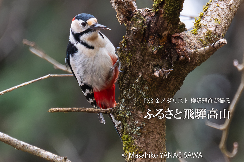 　撮影・柳沢雅彦