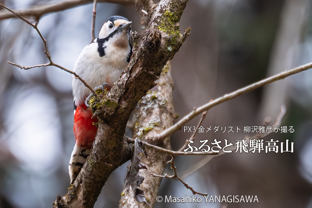 　撮影・柳沢雅彦