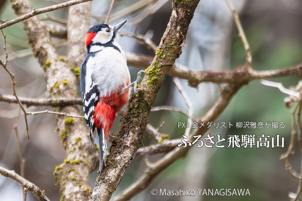 　撮影・柳沢雅彦