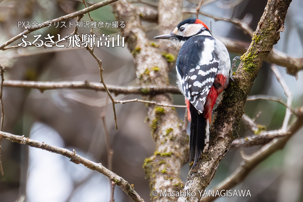 　撮影・柳沢雅彦