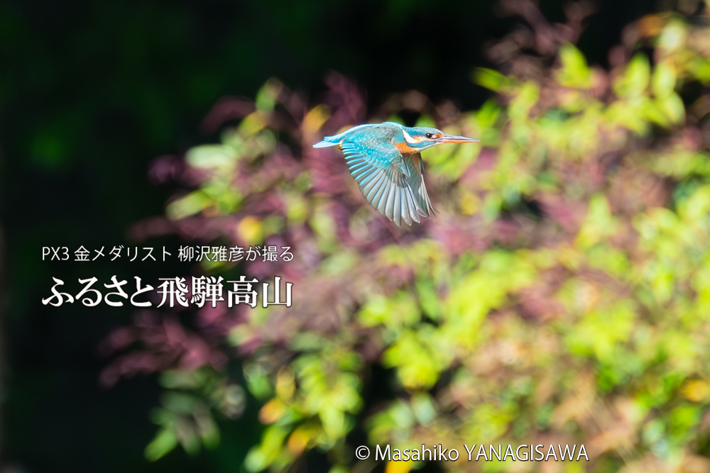 　撮影・柳沢雅彦