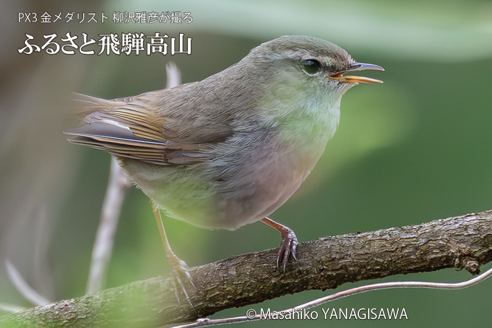 　撮影・柳沢雅彦