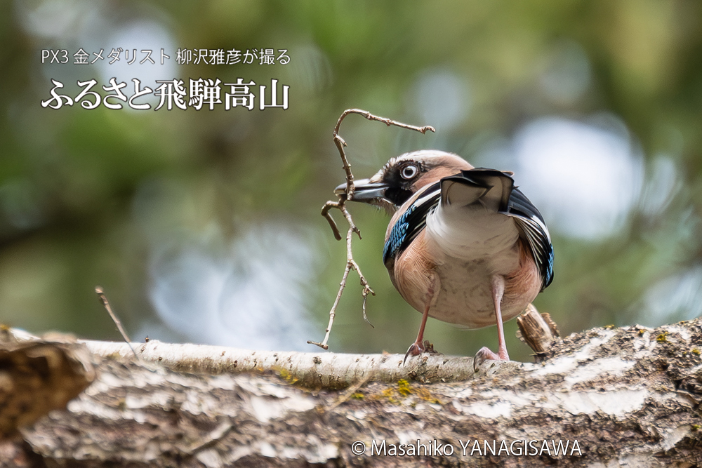 　撮影・柳沢雅彦