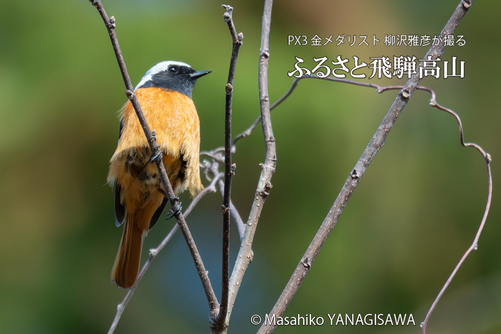 　撮影・柳沢雅彦
