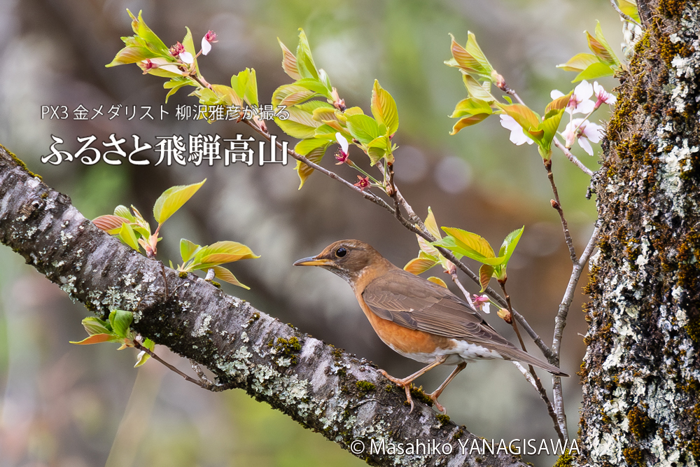 　撮影・柳沢雅彦
