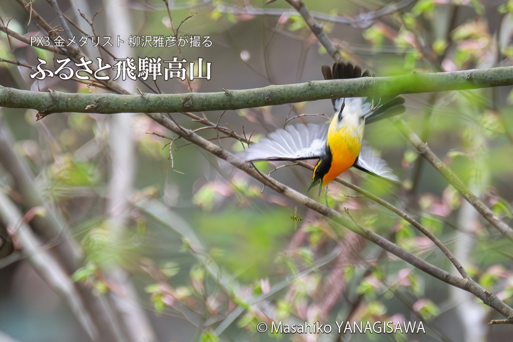 　撮影・柳沢雅彦