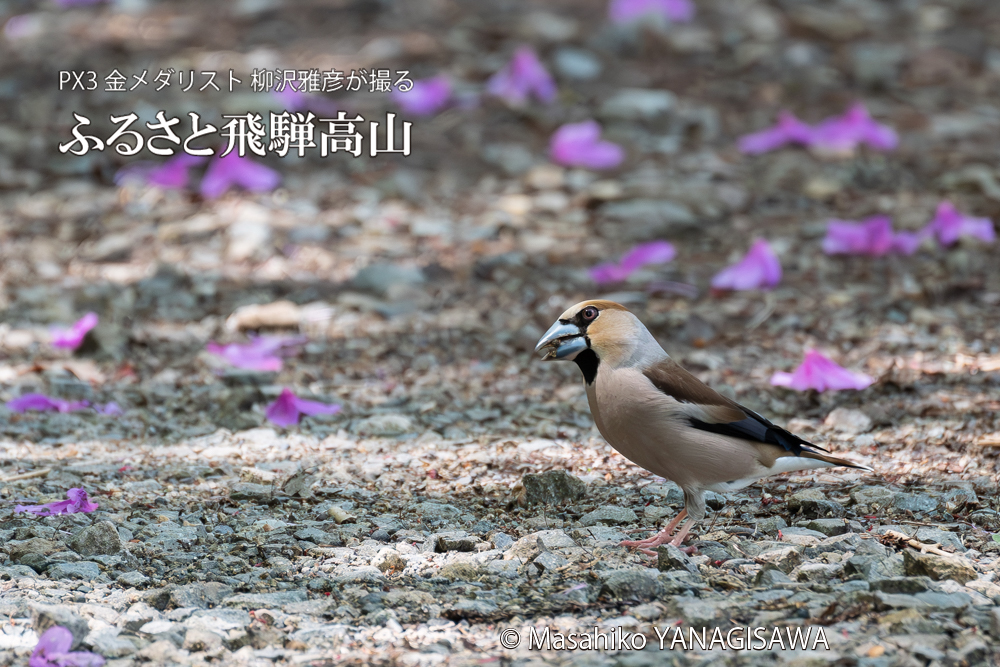 春の飛騨高山(ウグイス)　撮影・柳沢雅彦
