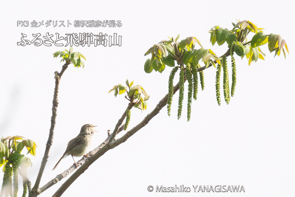　撮影・柳沢雅彦
