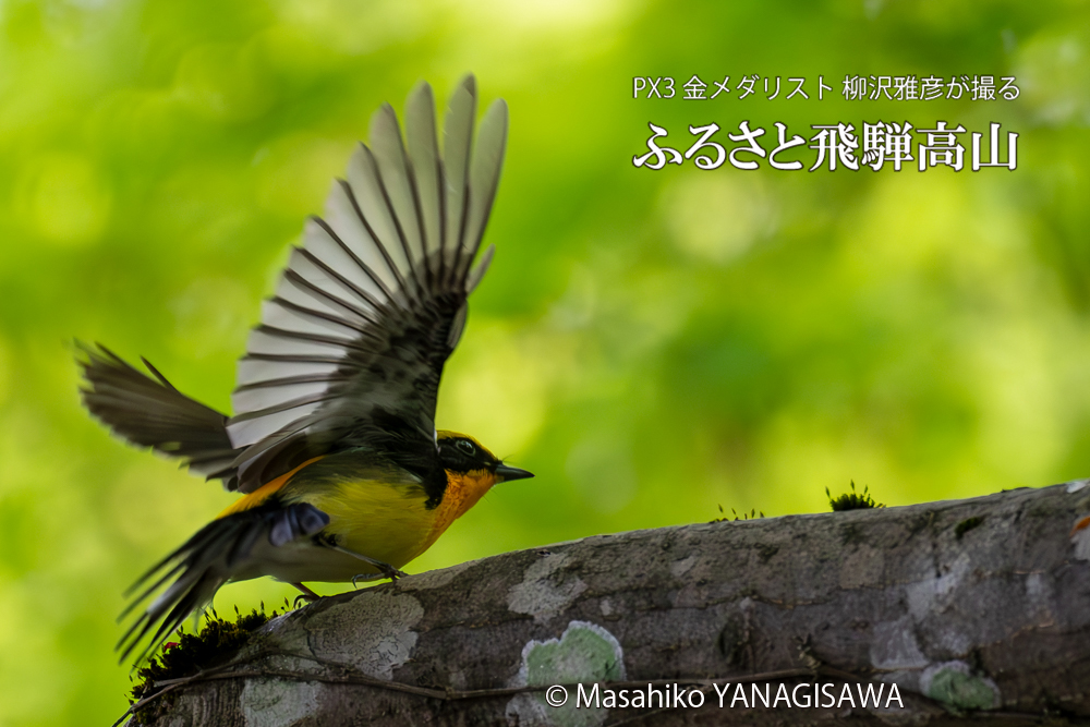 　撮影・柳沢雅彦