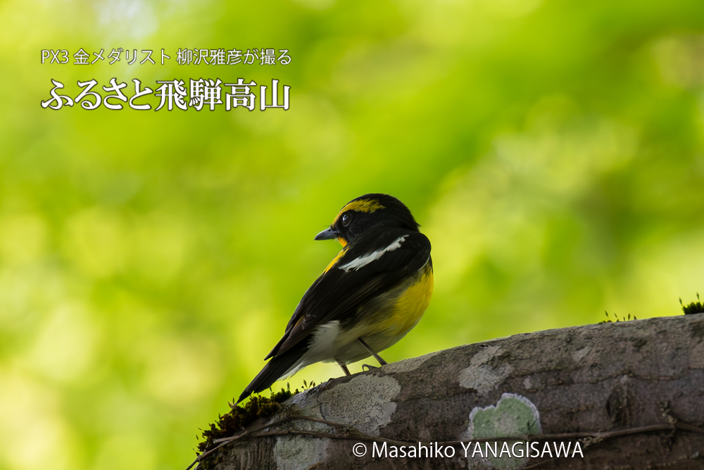 　撮影・柳沢雅彦