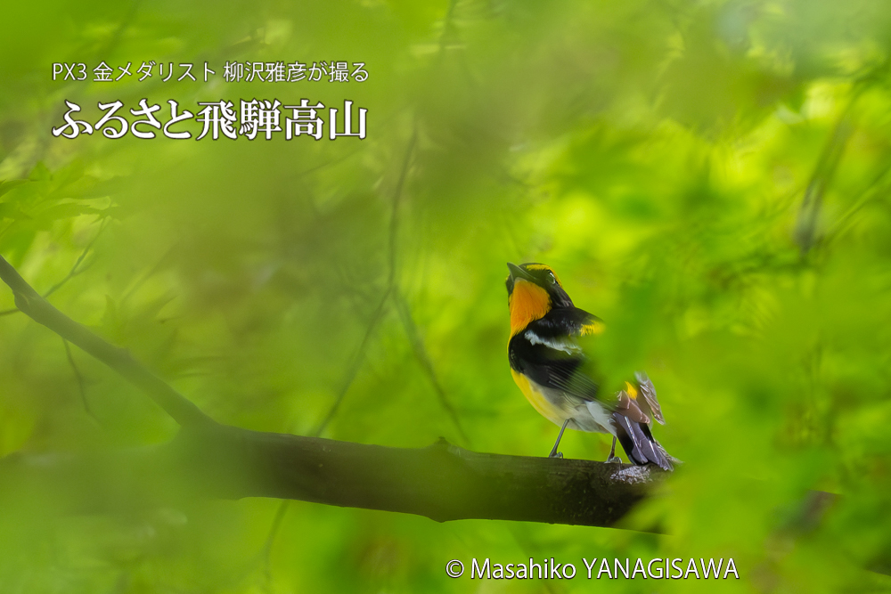 　撮影・柳沢雅彦