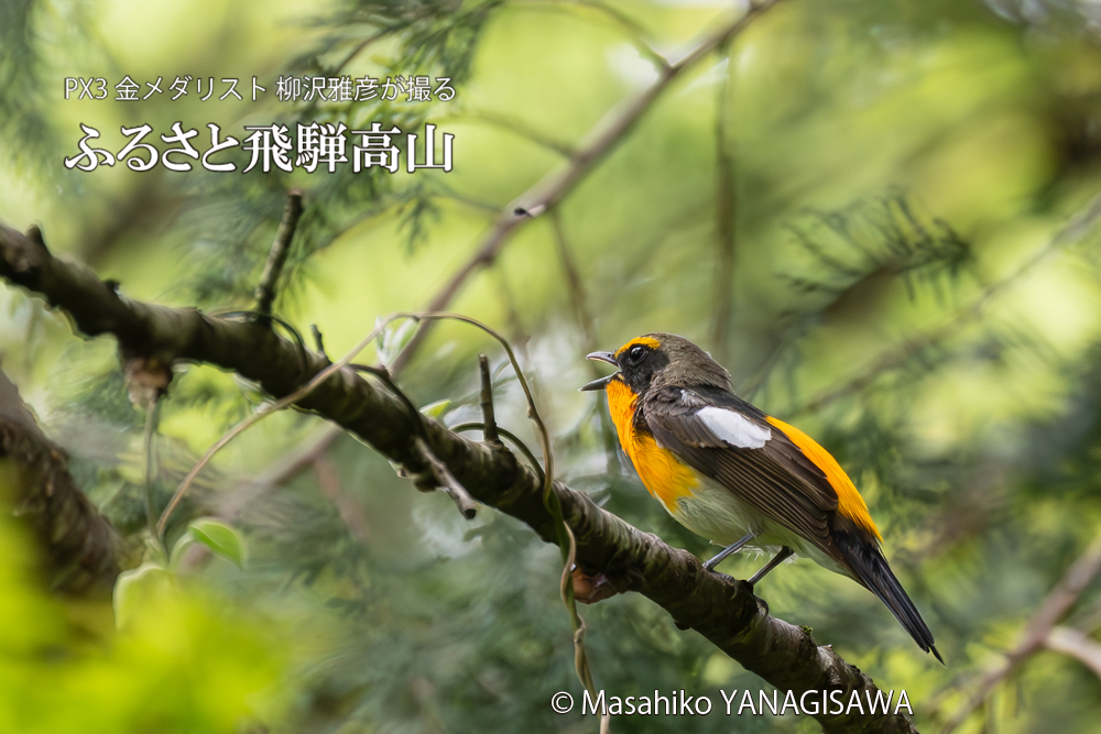 　撮影・柳沢雅彦