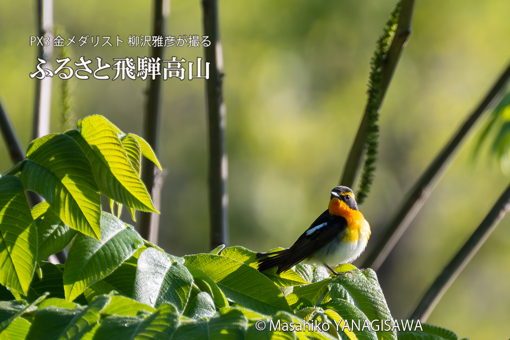 　撮影・柳沢雅彦