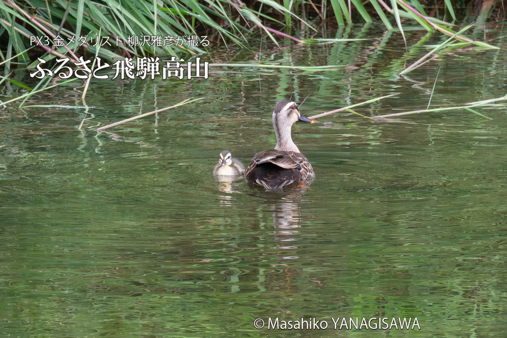 　撮影・柳沢雅彦