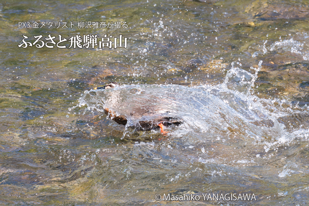 　撮影・柳沢雅彦