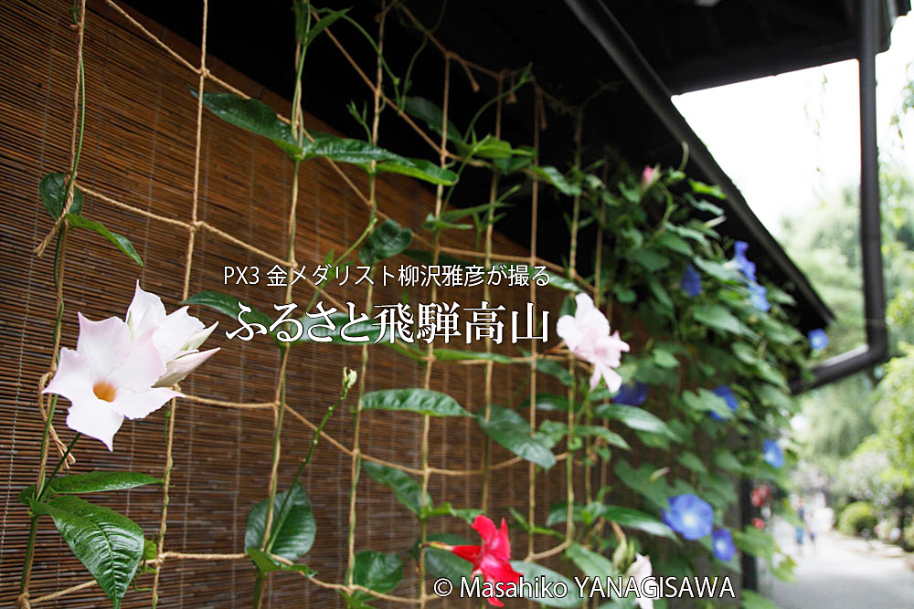 夏の飛騨高山(中橋周辺)　撮影・柳沢雅彦