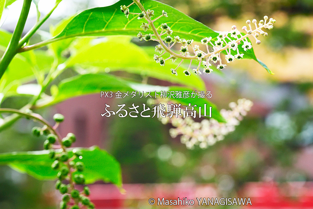 夏の飛騨高山(中橋周辺)　撮影・柳沢雅彦