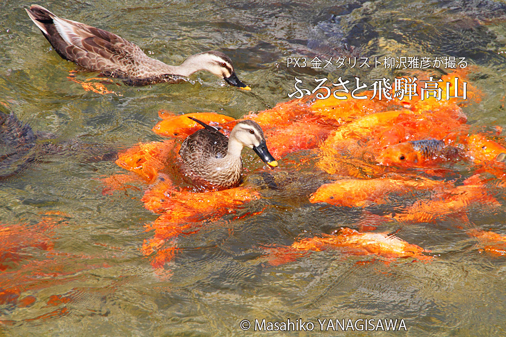 夏の飛騨高山(緋鯉を座布団にするカルガモ)　撮影・柳沢雅彦