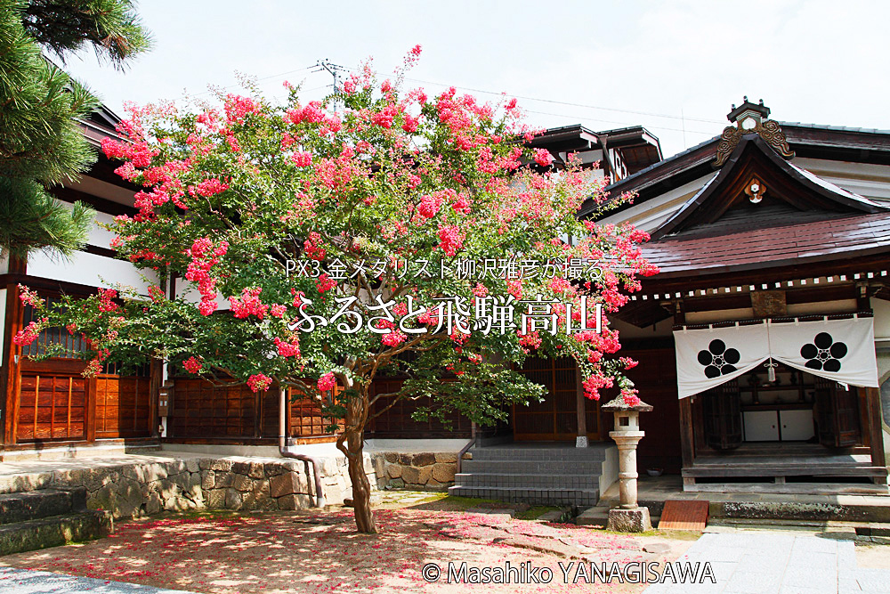 夏の飛騨高山(雲龍寺、サルスベリ)　撮影・柳沢雅彦