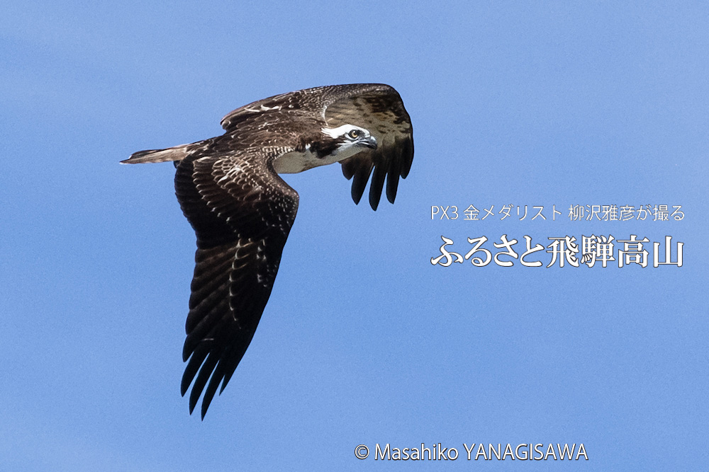 夏の飛騨高山(ミサゴ)　撮影・柳沢雅彦