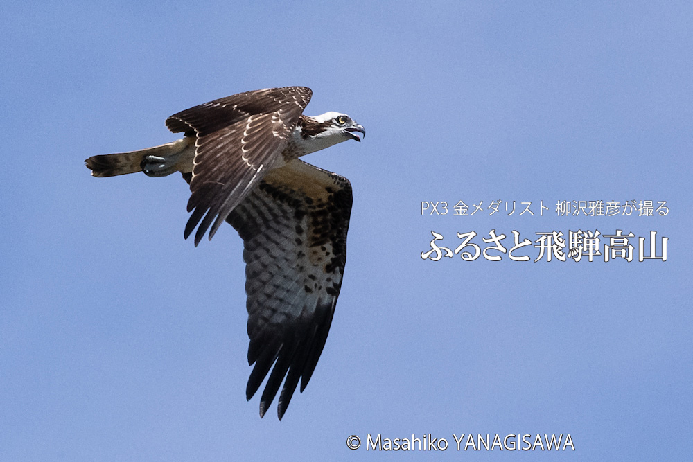 夏の飛騨高山(ミサゴ)　撮影・柳沢雅彦
