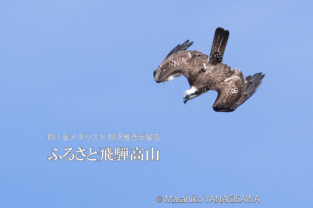 夏の飛騨高山(ミサゴ)　撮影・柳沢雅彦