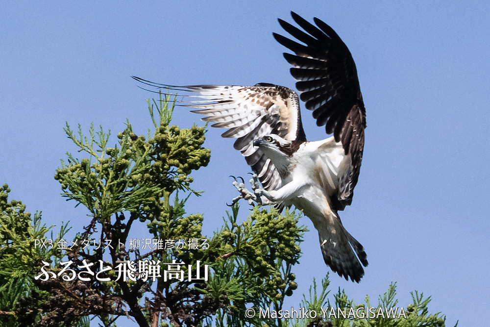 夏の飛騨高山(ミサゴ)　撮影・柳沢雅彦