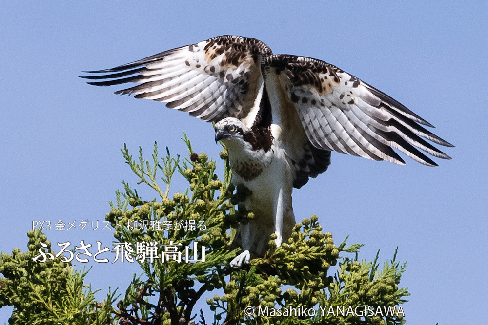 夏の飛騨高山(ミサゴ)　撮影・柳沢雅彦