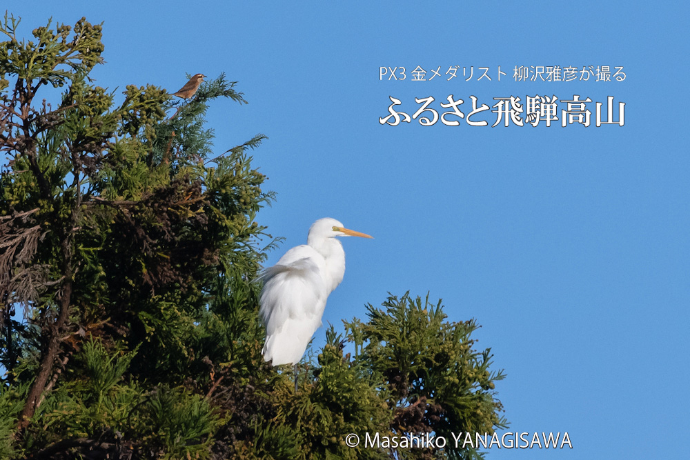 夏の飛騨高山(モズ×ダイサギ)　撮影・柳沢雅彦