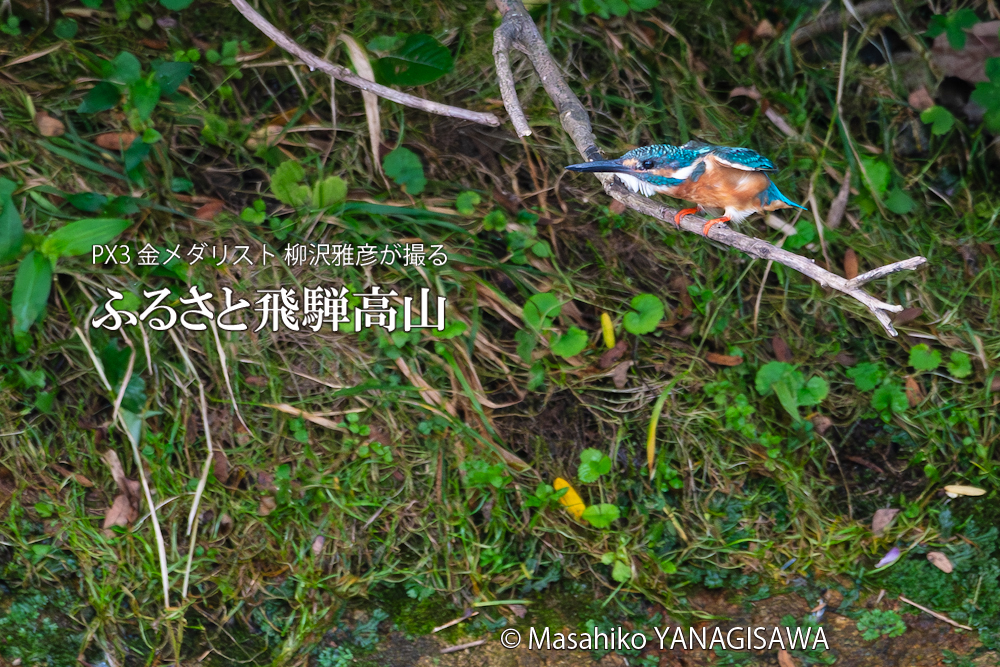 「カワセミの如き君なりき」　撮影・柳沢雅彦