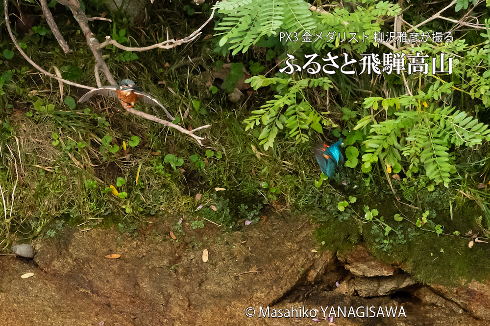 「カワセミの如き君なりき」　撮影・柳沢雅彦