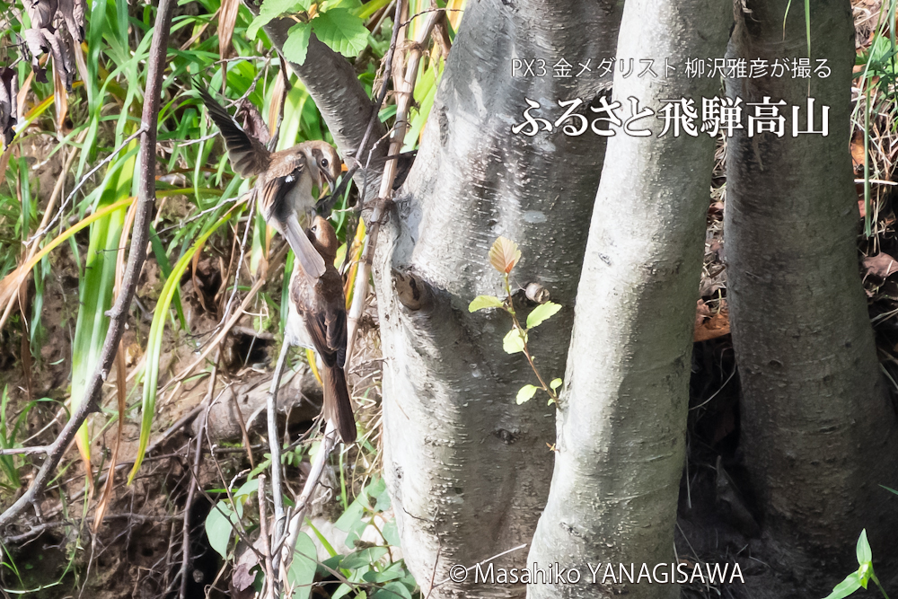 夏の飛騨高山(モズ)　撮影・柳沢雅彦