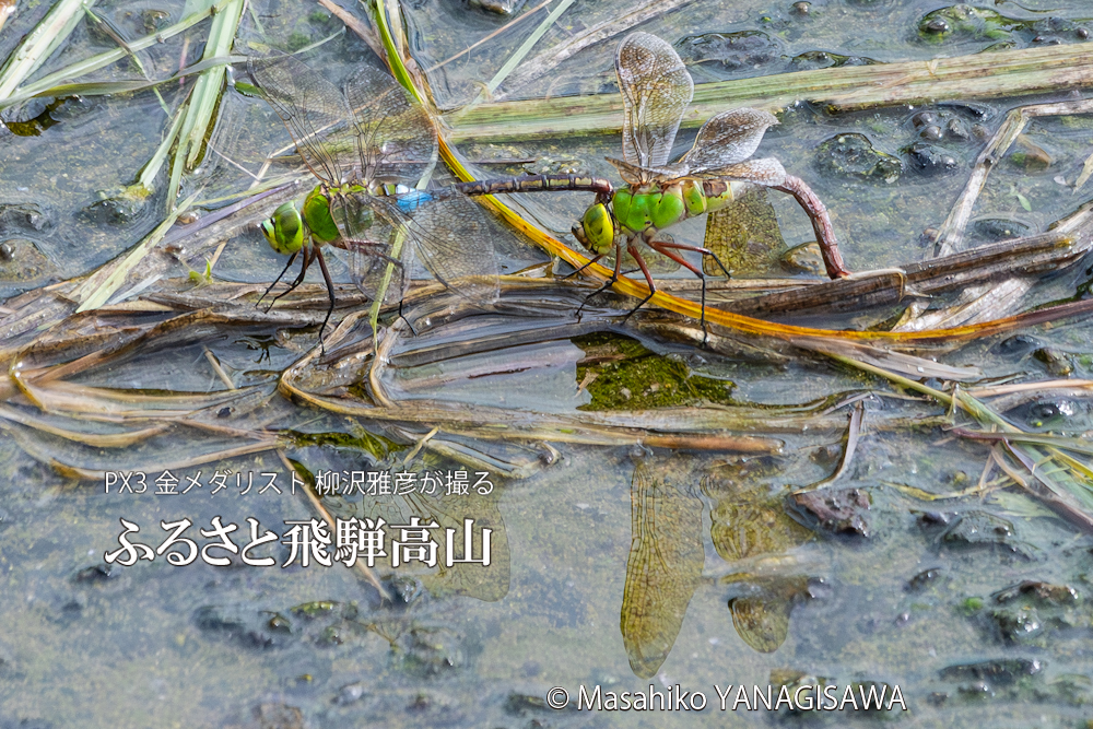 夏の飛騨高山(ギンヤンマの産卵)　撮影・柳沢雅彦