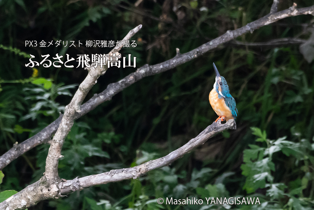 「カワセミの如き君なりき」　撮影・柳沢雅彦