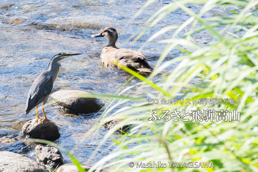 夏の飛騨高山(ササゴイ×カルガモ)　撮影・柳沢雅彦